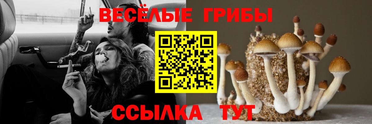 Псилоцибиновые грибы GOLDEN TEACHER  купить закладку  Вход с VPN  Минеральные Воды  Галлюциногенные грибы GOLDEN TEACHER 